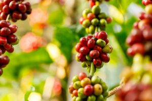 ca phe robusta kham pha nguon goc huong vi