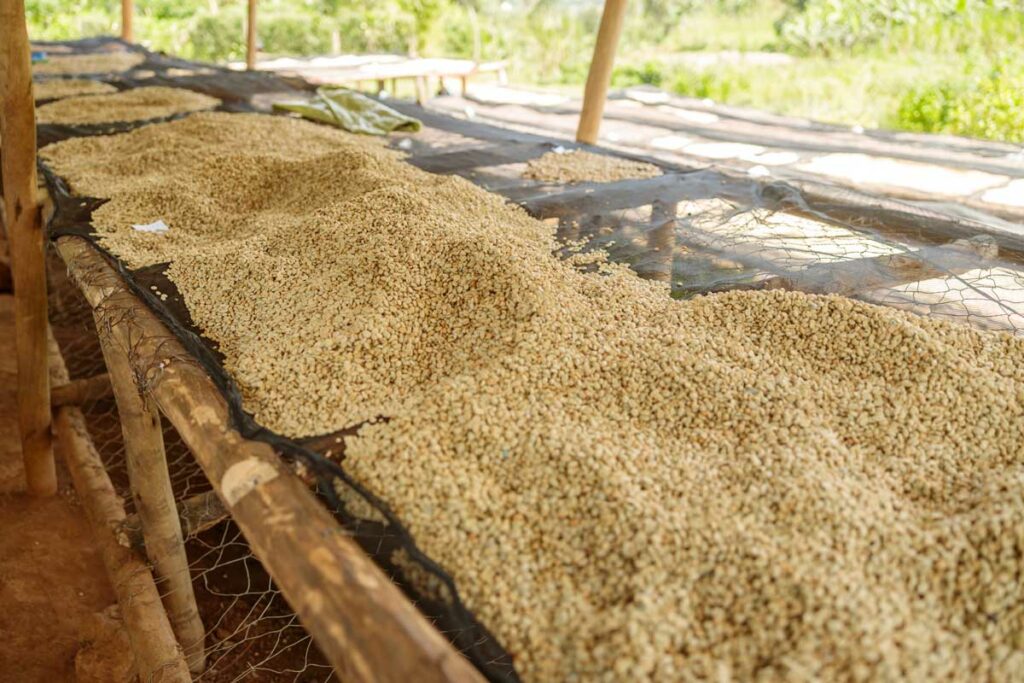 Cách chế biến cà phê arabica ướt hay washed